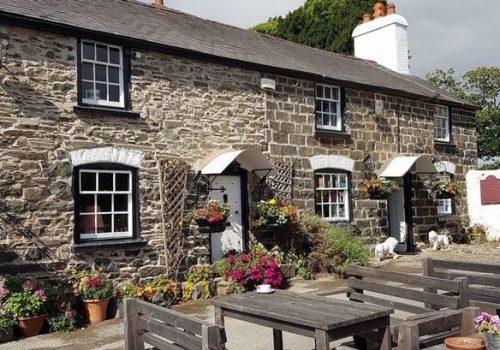 The white lion