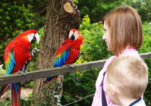 Welsh Mountain Zoo